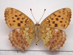 Brenthis daphne rabdia