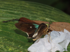 Telegonus alardus