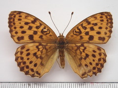 Brenthis daphne rabdia