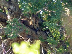 Panthera pardus kotiya