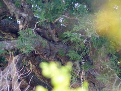 Panthera pardus kotiya