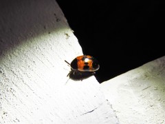 Diaperis nigronotata