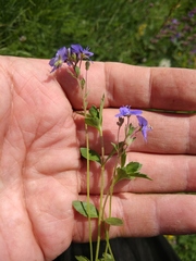 Veronica petraea
