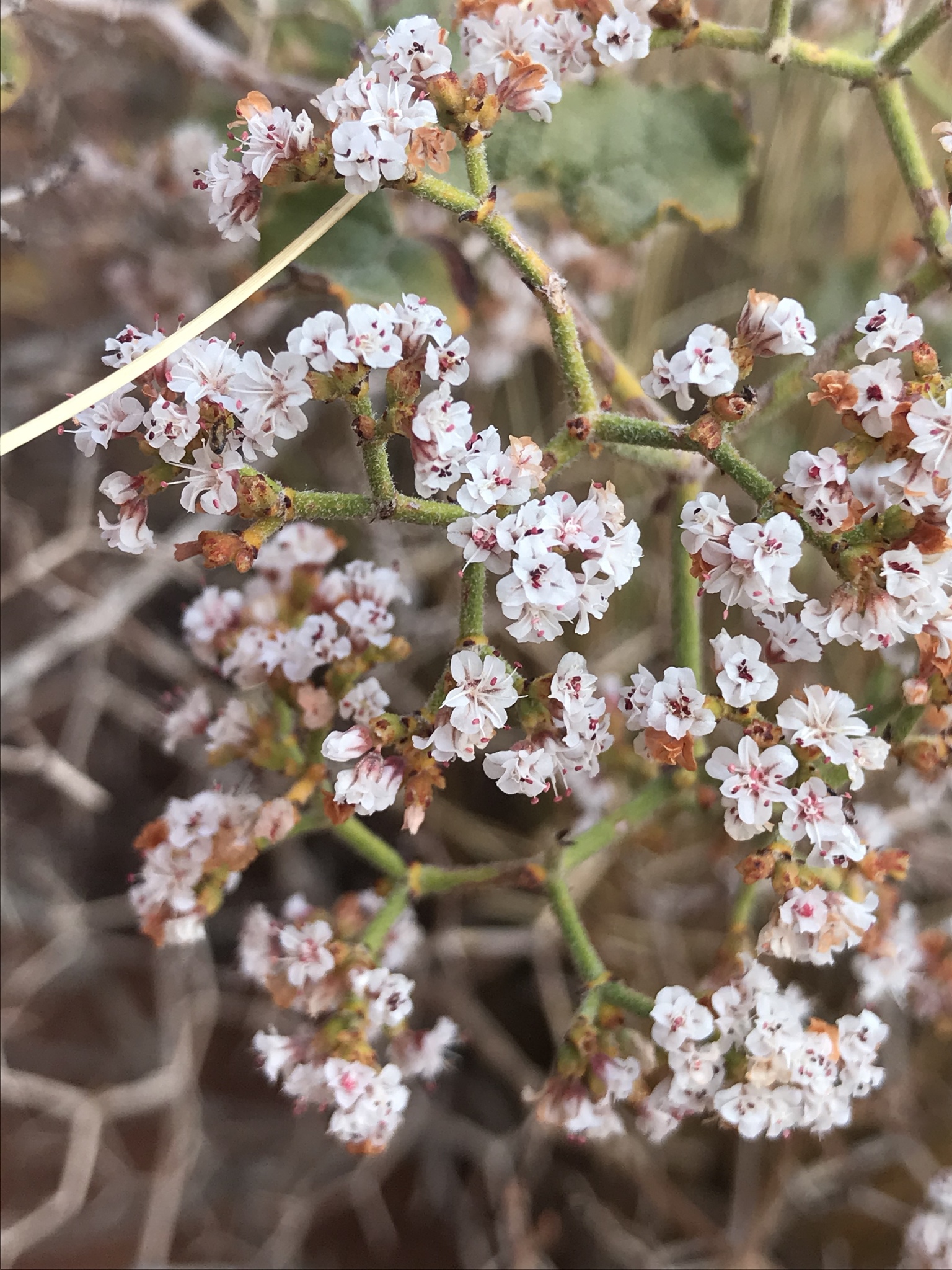 Eriogonum corymbosum var. orbiculatum