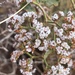 Rimrock Wild Buckwheat - Photo (c) Joan, some rights reserved (CC BY-NC), uploaded by Joan