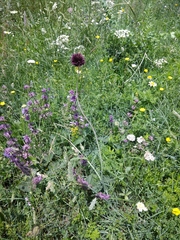 Allium fuscoviolaceum