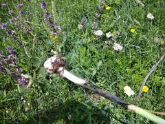 Allium fuscoviolaceum