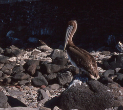 Pelecanus occidentalis