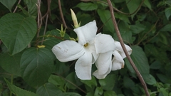 Mandevilla laxa