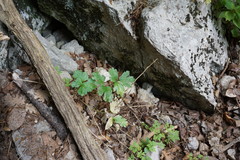 Heracleum ligusticifolium