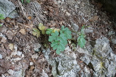 Heracleum ligusticifolium