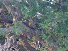 Panthera pardus kotiya