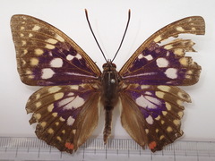 Sasakia charonda