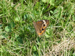 Junonia coenia coenia