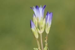 Gentiana olivieri