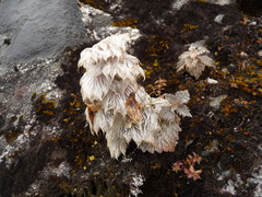 Eriophyton wallichii