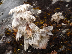 Eriophyton wallichii