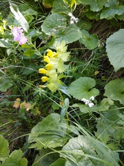 Rhinanthus subulatus