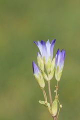 Gentiana olivieri
