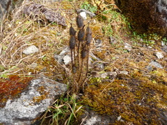 Meconopsis horridula