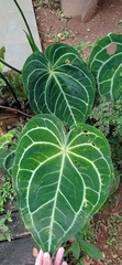 Anthurium magnificum