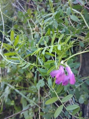 Vicia alpestris