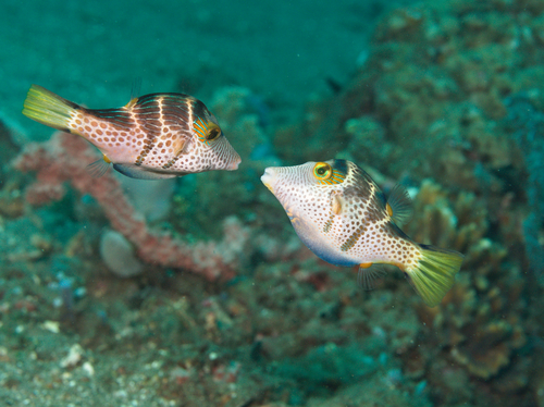 Banded toby (Canthigaster valentini) — Tetraodontidae — 5