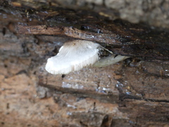 Roridomyces austrororidus