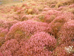 Bistorta vacciniifolia