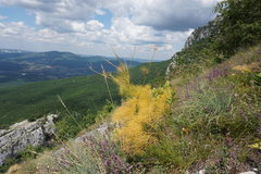 Prangos trifida