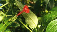 Ipomoea rubriflora