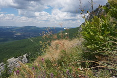 Prangos trifida