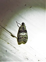 Pococera maritimalis