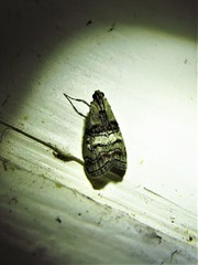 Pococera maritimalis