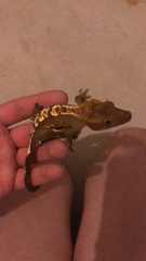 Correlophus