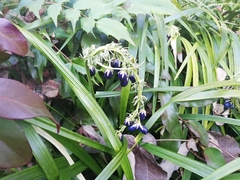 Ophiopogon jaburan