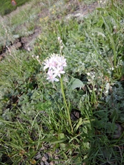Allium denudatum