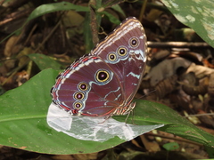 Morpho helenor peleides