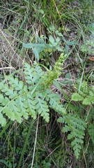 Anemia tomentosa