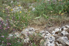 Rumia crithmifolia