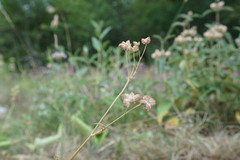 Rumia crithmifolia