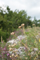 Rumia crithmifolia
