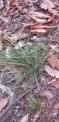Cymbopogon obtectus