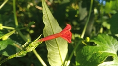 Ipomoea rubriflora