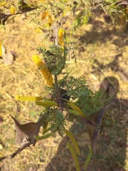 Vachellia cornigera