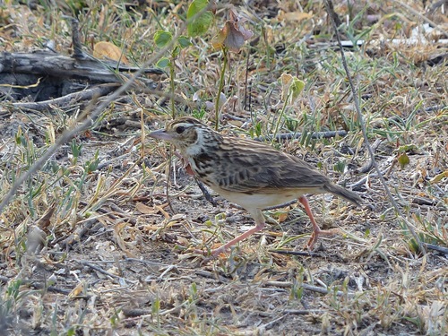 Jerdon's Bush Lark (Plocealauda affinis), photo 5