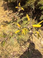 Vachellia cornigera
