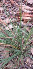 Cymbopogon obtectus