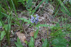 Prunella × intermedia