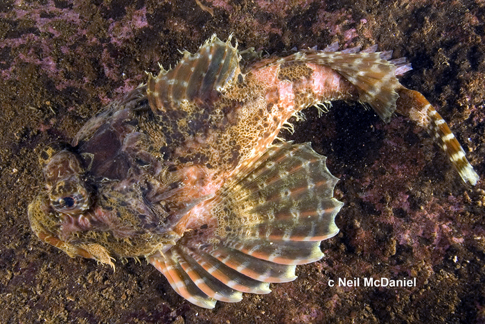 Leister Sculpin